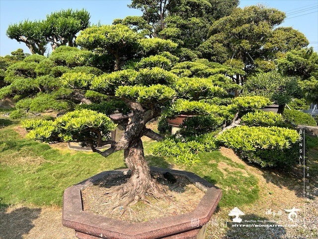 img 5381 1 [晶鑽羅漢松]等待，是為了下一次的蛻變(101) 盆栽(Bonsai)
