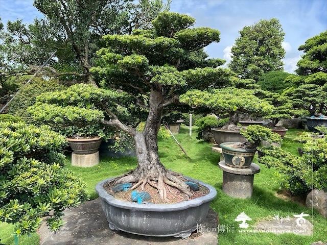 img 5383 1 [晶鑽羅漢松]等待，是為了下一次的蛻變(99) 蛻變專題(The plan)