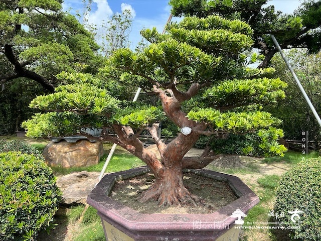 img 5384 1 [晶鑽羅漢松]等待，是為了下一次的蛻變(102) 盆栽(Bonsai)