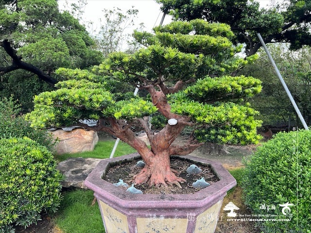 img 5385 1 [晶鑽羅漢松]等待，是為了下一次的蛻變(102) 盆栽(Bonsai)