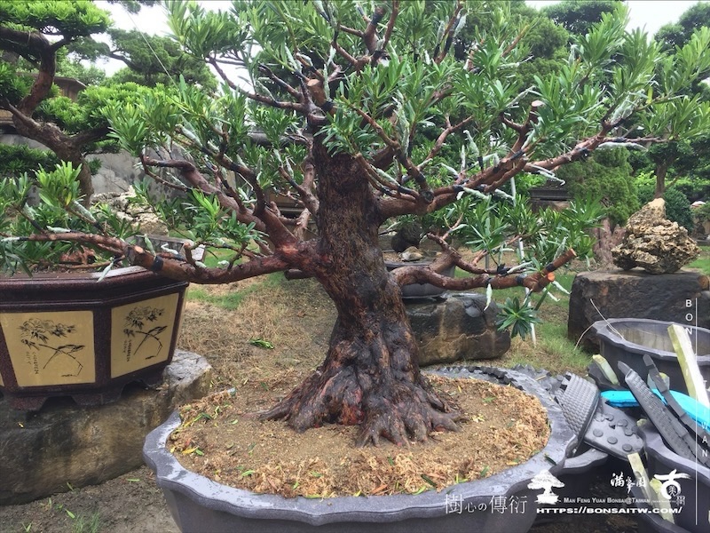 img 5779 1 [晶鑽羅漢松]等待，是為了下一次的蛻變(103) 盆栽(Bonsai)
