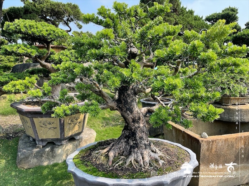 img 5780 1 [晶鑽羅漢松]等待，是為了下一次的蛻變(103) 盆栽(Bonsai)