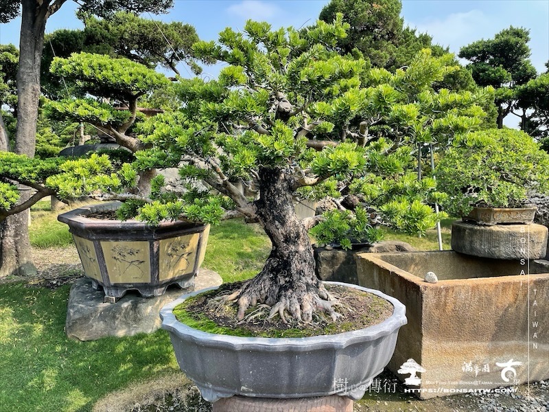 img 5781 1 [晶鑽羅漢松]等待，是為了下一次的蛻變(103) 盆栽(Bonsai)