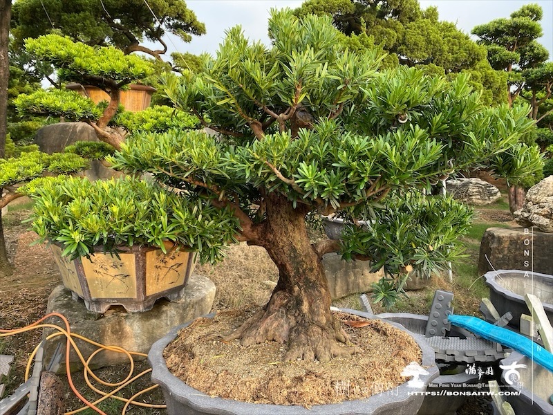 img 5782 1 [晶鑽羅漢松]等待，是為了下一次的蛻變(103) 盆栽(Bonsai)