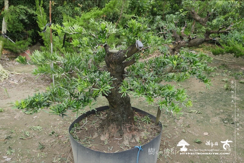 img 5783 1 [晶鑽羅漢松]等待，是為了下一次的蛻變(103) 盆栽(Bonsai)