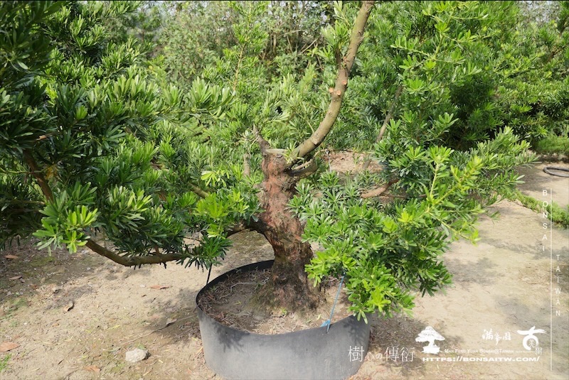 img 5784 1 [晶鑽羅漢松]等待，是為了下一次的蛻變(103) 盆栽(Bonsai)