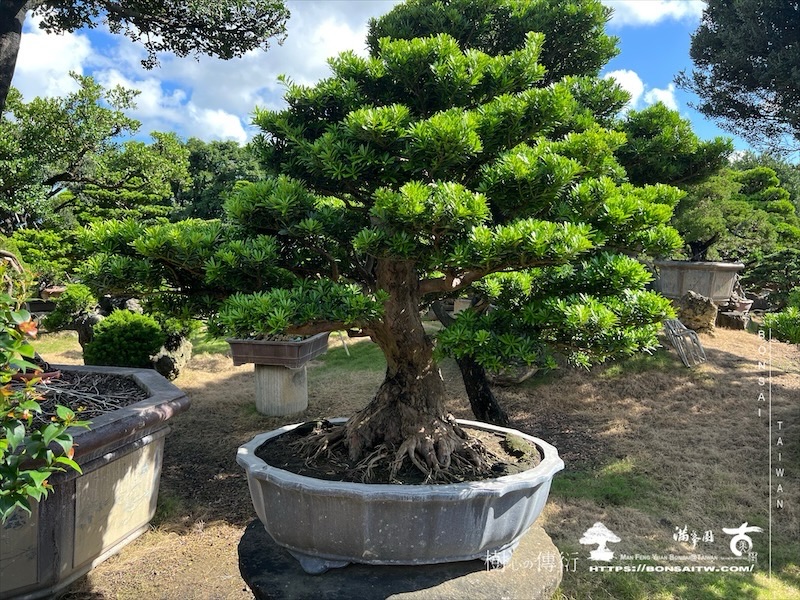 img 5785 1 [晶鑽羅漢松]等待，是為了下一次的蛻變(103) 盆栽(Bonsai)