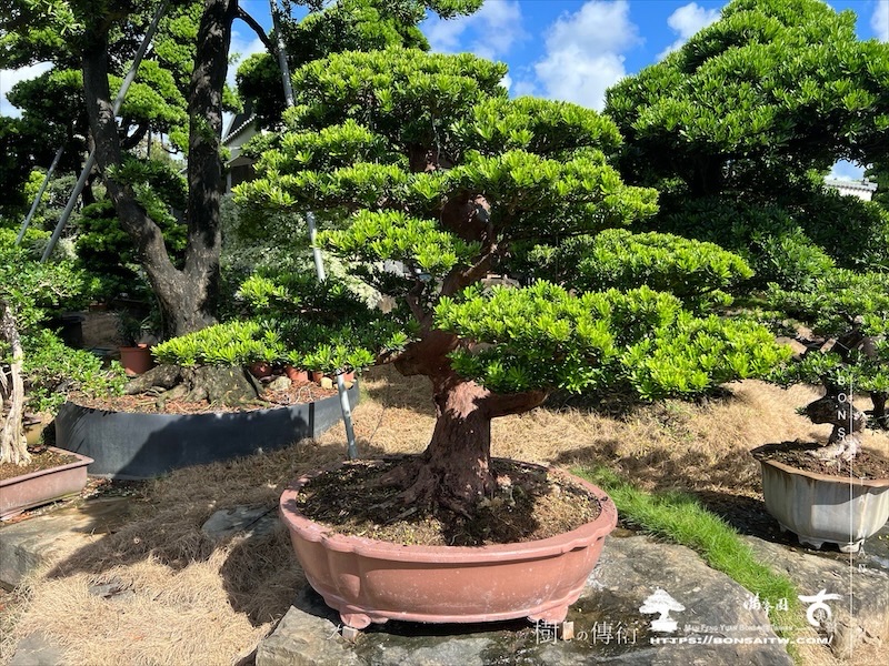 img 5854 1 [晶鑽羅漢松]等待，是為了下一次的蛻變(43) 蛻變專題(The plan)