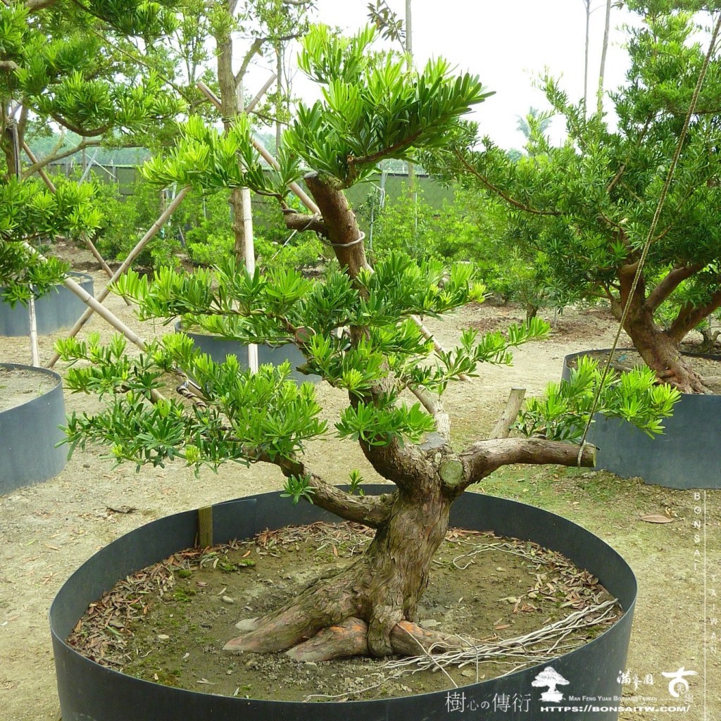 img 5862 1 [晶鑽羅漢松]等待，是為了下一次的蛻變(104） 蛻變專題(The plan)