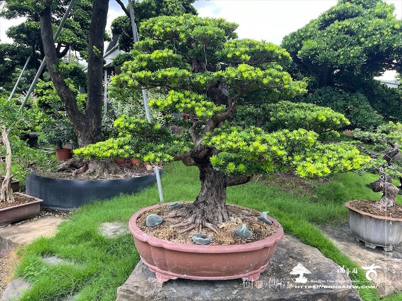 img 5864 1 [晶鑽羅漢松]等待，是為了下一次的蛻變(43) 蛻變專題(The plan)