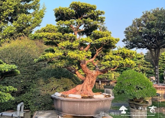 img 5866 1 [晶鑽羅漢松]等待，是為了下一次的蛻變(104） 羅漢松(Podocarpus costalis)