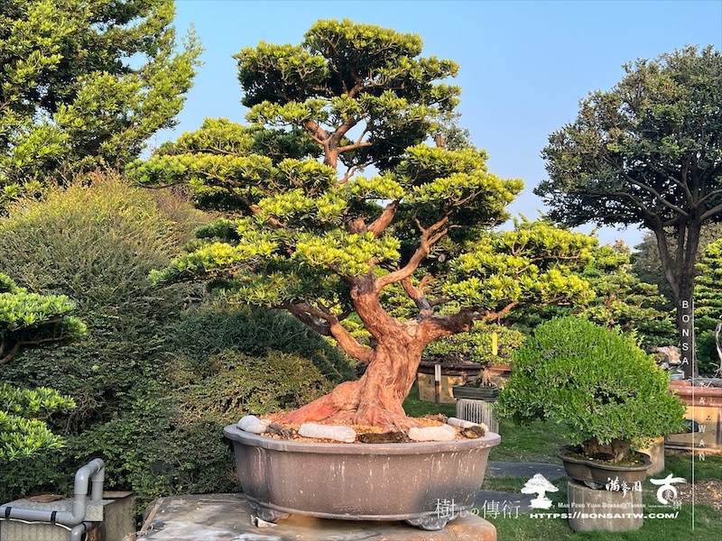 img 5866 1 [晶鑽羅漢松]等待，是為了下一次的蛻變(104） 蛻變專題(The plan)