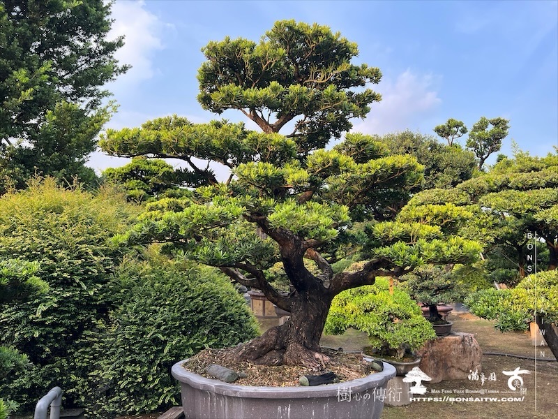 img 5867 1 [晶鑽羅漢松]等待，是為了下一次的蛻變(104） 蛻變專題(The plan)