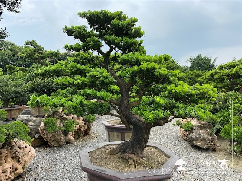 img 5868 1 [晶鑽羅漢松]等待，是為了下一次的蛻變(104） 蛻變專題(The plan)