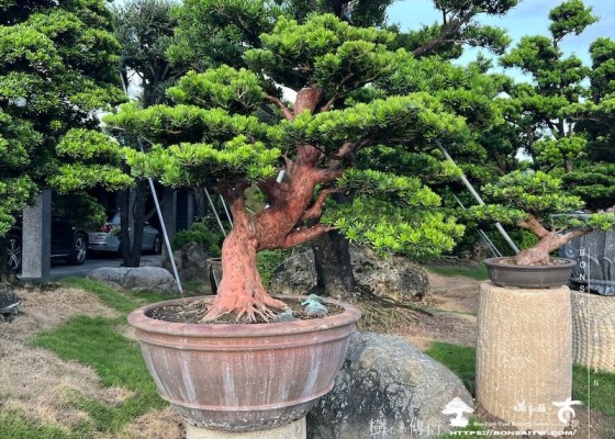 img 5947 1 [晶鑽羅漢松]等待，是為了下一次的蛻變(97) 素材(Material)