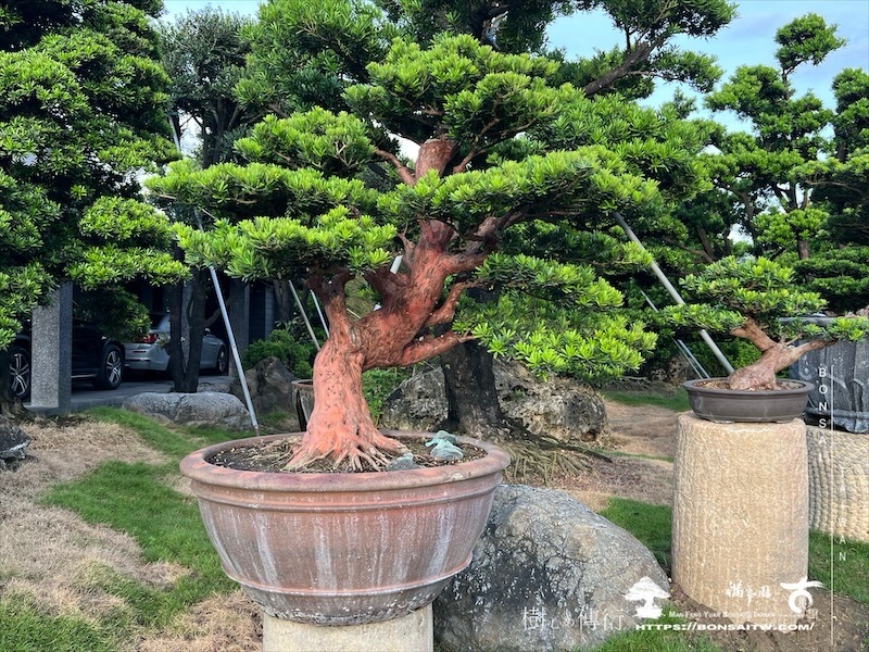 img 5947 1 [晶鑽羅漢松]等待，是為了下一次的蛻變(97) 盆栽(Bonsai)