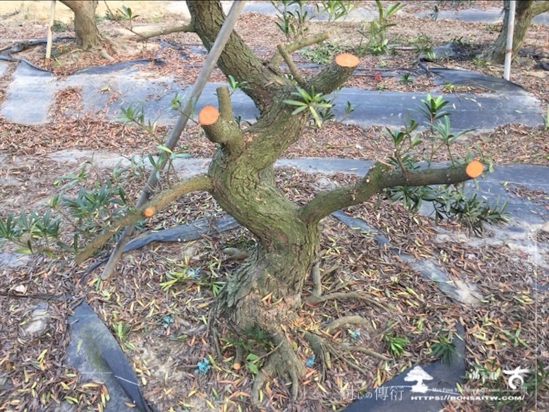 img 5959 3 1 [晶鑽羅漢松]等待，是為了下一次的蛻變(105) 盆栽(Bonsai)