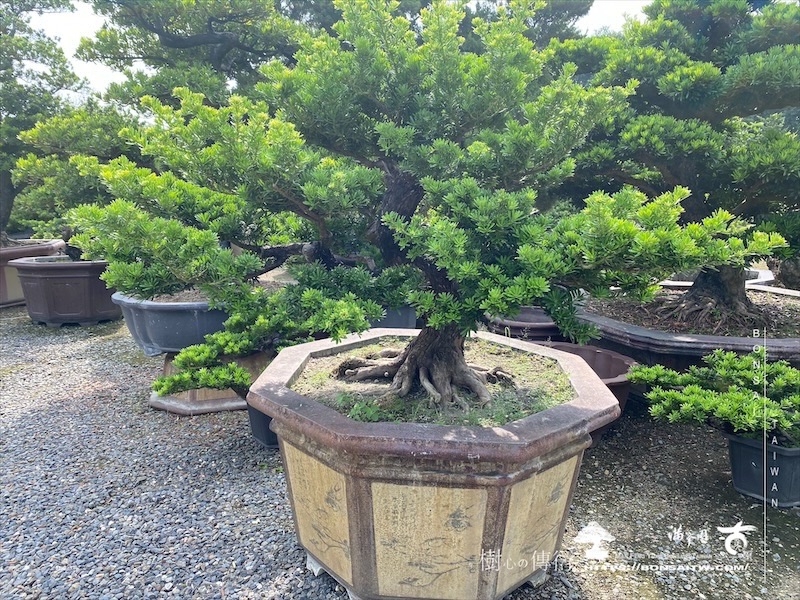 img 5962 2 1 [晶鑽羅漢松]等待，是為了下一次的蛻變(106) 盆栽(Bonsai)