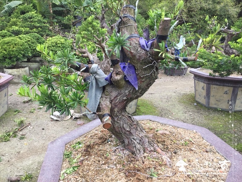 img 5964 1 [晶鑽羅漢松]等待，是為了下一次的蛻變(105) 盆栽(Bonsai)