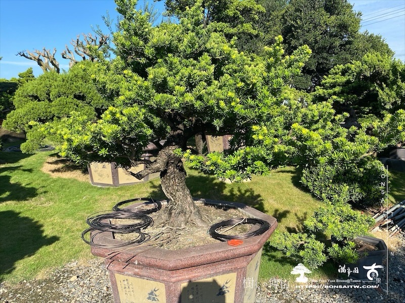 img 5965 1 [晶鑽羅漢松]等待，是為了下一次的蛻變(101) 盆栽(Bonsai)
