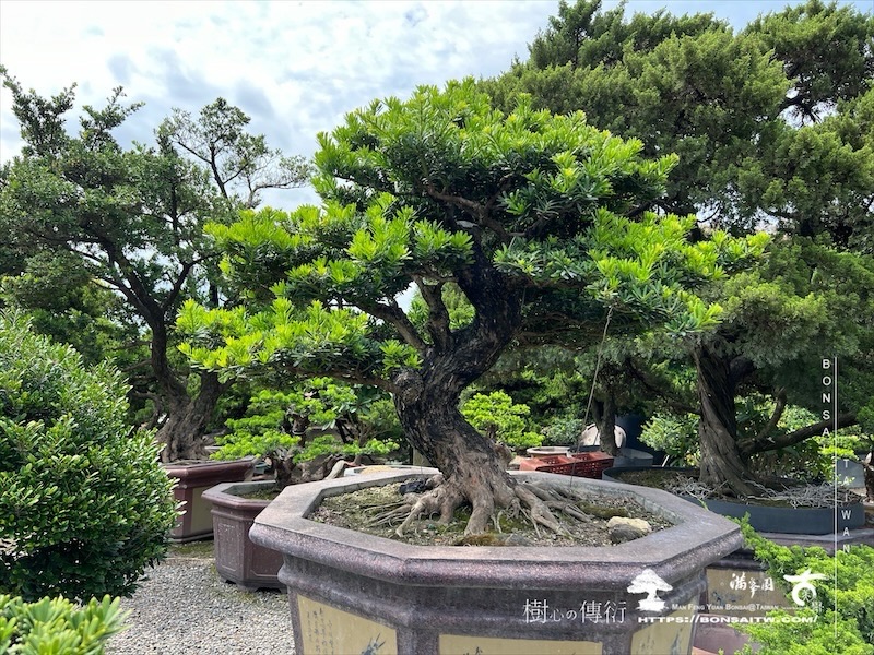 img 5969 1 [晶鑽羅漢松]等待，是為了下一次的蛻變(105) 盆栽(Bonsai)