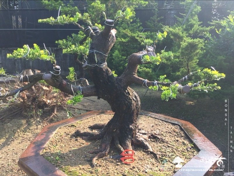 img 5988 1 [晶鑽羅漢松]等待，是為了下一次的蛻變(106) 盆栽(Bonsai)