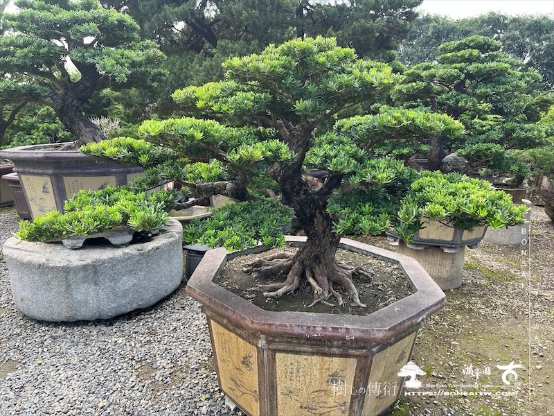 img 5989 1 [晶鑽羅漢松]等待，是為了下一次的蛻變(106) 盆栽(Bonsai)