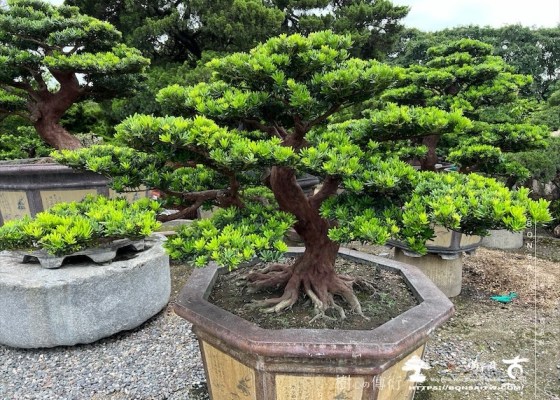 img 5990 1 [晶鑽羅漢松]等待，是為了下一次的蛻變(106) 蛻變專題(The plan)