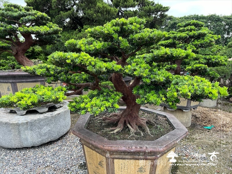 img 5990 1 [晶鑽羅漢松]等待，是為了下一次的蛻變(106) 盆栽(Bonsai)