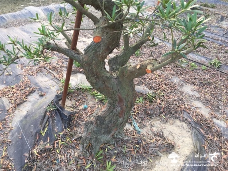 img 5992 1 [晶鑽羅漢松]等待，是為了下一次的蛻變(106) 盆栽(Bonsai)