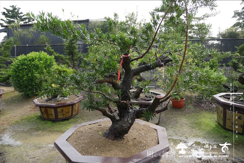 img 6045 1 [晶鑽羅漢松]等待，是為了下一次的蛻變(107) 盆栽(Bonsai)