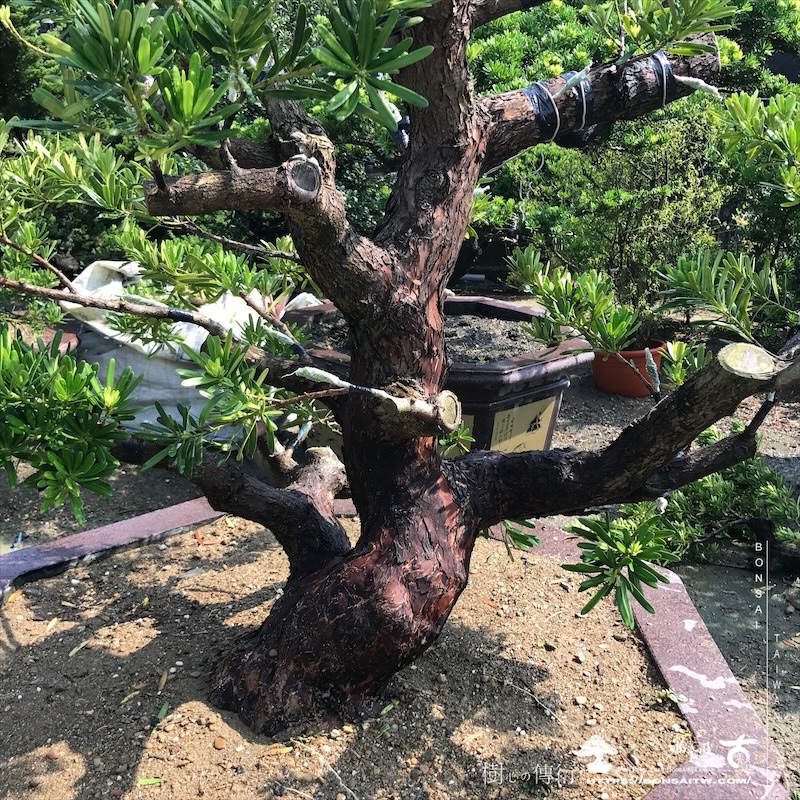 img 6046 1 [晶鑽羅漢松]等待，是為了下一次的蛻變(107) 盆栽(Bonsai)