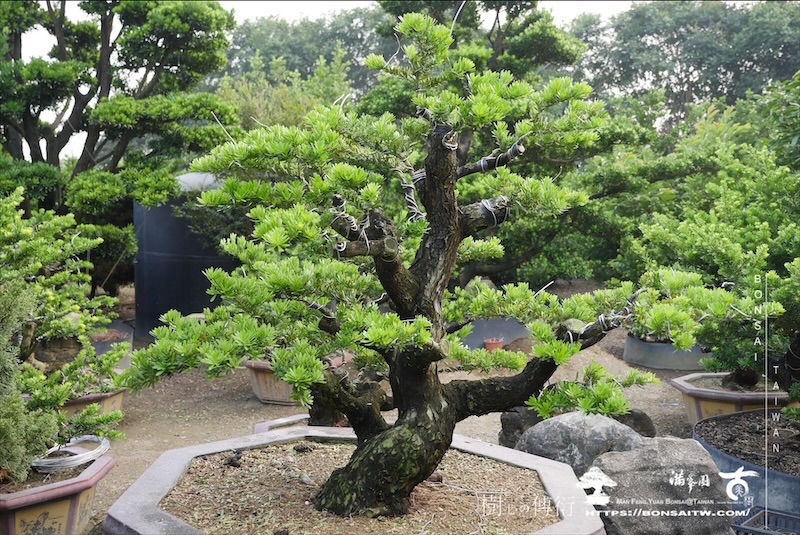 img 6047 1 [晶鑽羅漢松]等待，是為了下一次的蛻變(107) 盆栽(Bonsai)