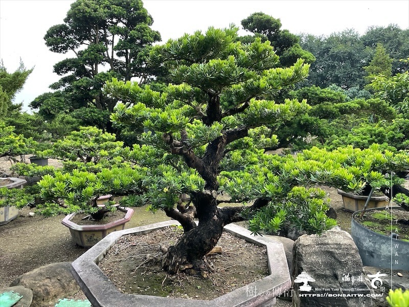 img 6049 1 [晶鑽羅漢松]等待，是為了下一次的蛻變(107) 盆栽(Bonsai)