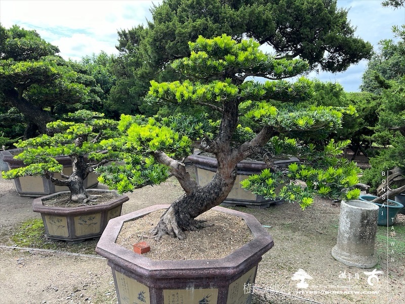 img 6050 1 [晶鑽羅漢松]等待，是為了下一次的蛻變(107) 盆栽(Bonsai)