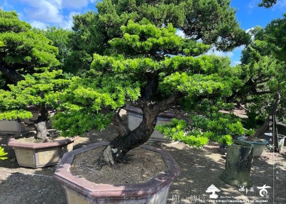 img 6051 1 [晶鑽羅漢松]等待，是為了下一次的蛻變(107) 羅漢松(Podocarpus costalis)