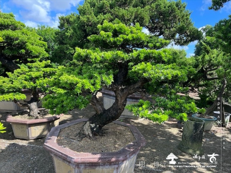 img 6051 1 [晶鑽羅漢松]等待，是為了下一次的蛻變(107) 盆栽(Bonsai)