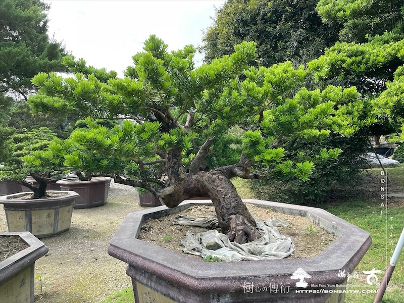 img 6067 1 [晶鑽羅漢松]等待，是為了下一次的蛻變(108) 盆栽(Bonsai)