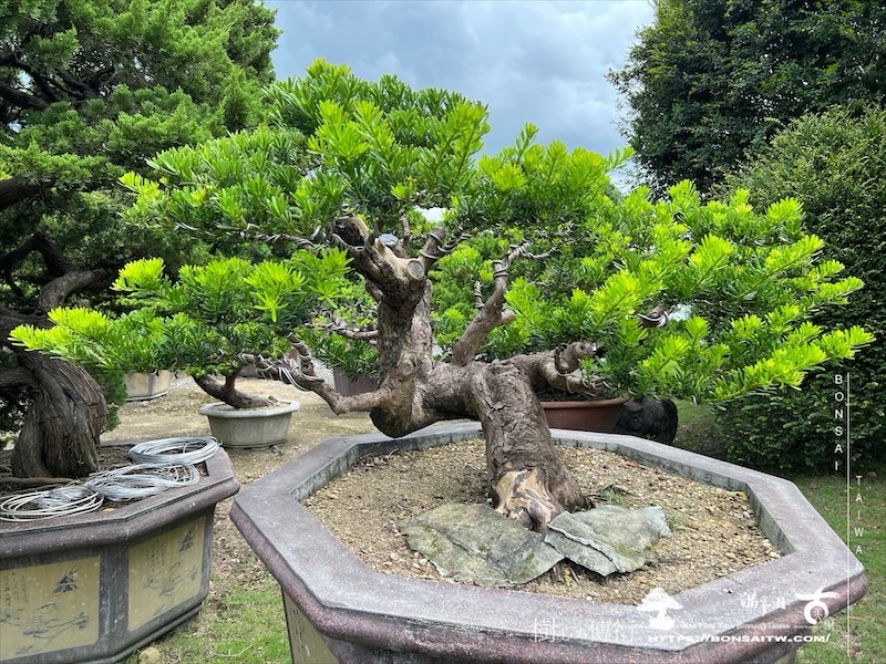 img 6068 1 [晶鑽羅漢松]等待，是為了下一次的蛻變(108) 盆栽(Bonsai)