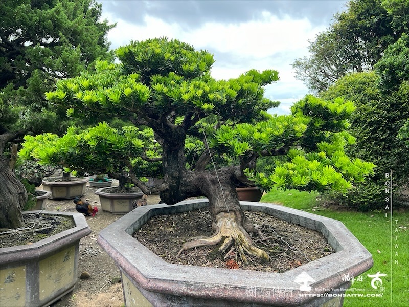 img 6069 1 [晶鑽羅漢松]等待，是為了下一次的蛻變(108) 盆栽(Bonsai)