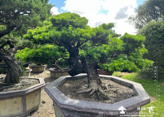 img 6070 1 [晶鑽羅漢松]等待，是為了下一次的蛻變(108) 蛻變專題(The plan)