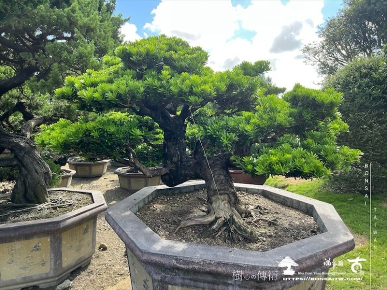 img 6070 1 [晶鑽羅漢松]等待，是為了下一次的蛻變(108) 盆栽(Bonsai)