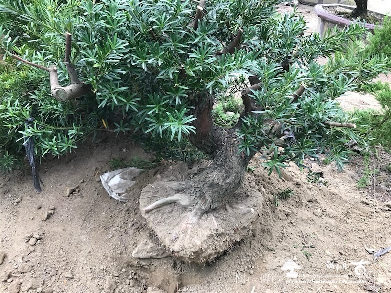 img 6144 1 [晶鑽羅漢松]等待，是為了下一次的蛻變(109) 盆栽(Bonsai)