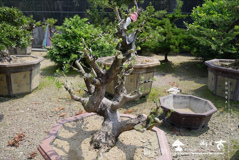 img 6145 1 [晶鑽羅漢松]等待，是為了下一次的蛻變(109) 盆栽(Bonsai)