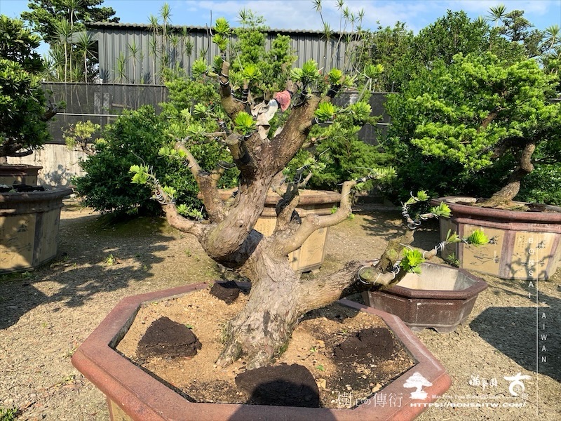 img 6146 1 [晶鑽羅漢松]等待，是為了下一次的蛻變(109) 盆栽(Bonsai)