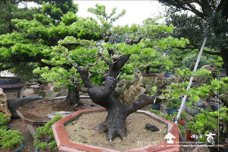 img 6148 1 [晶鑽羅漢松]等待，是為了下一次的蛻變(109) 盆栽(Bonsai)