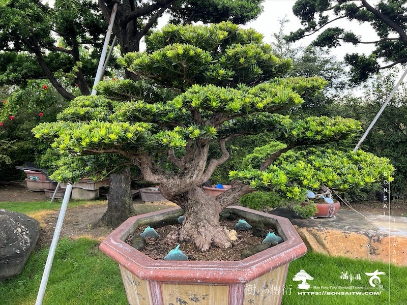 img 6150 1 [晶鑽羅漢松]等待，是為了下一次的蛻變(109) 盆栽(Bonsai)