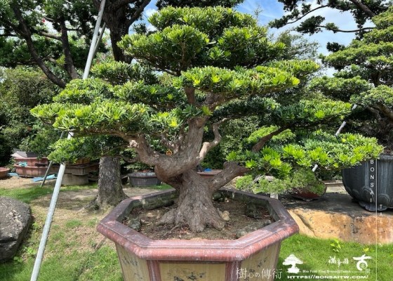 img 6151 1 [晶鑽羅漢松]等待，是為了下一次的蛻變(109) 羅漢松(Podocarpus costalis)