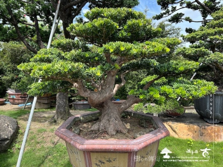 img 6151 1 [晶鑽羅漢松]等待，是為了下一次的蛻變(109) 盆栽(Bonsai)