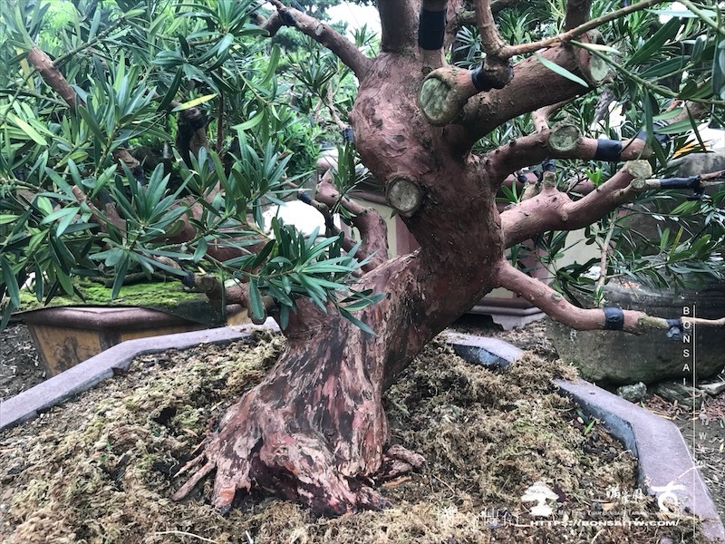 img 6162 1 [晶鑽羅漢松]等待，是為了下一次的蛻變(110) 盆栽(Bonsai)